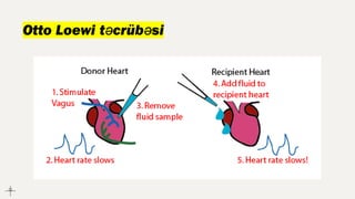 Otto Loewi təcrübəsi
 