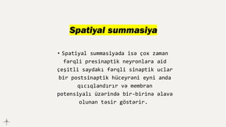 Spatiyal summasiya
• Spatiyal summasiyada isə çox zaman
fərqli presinaptik neyronlara aid
çeşitli saydakı fərqli sinaptik uclar
bir postsinaptik hüceyrəni eyni anda
qıcıqlandırır və membran
potensiyalı üzərində bir-birinə əlavə
olunan təsir göstərir.
 