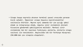 • Sinaps başqa neyronla aksonun terminal şaxəsi arasında yaranan
kiçik sahədir. İmpulslar sinaps boyunca neyrotransmitter
vasitəsilə ötürülür. Neyron eyni zamanda bir çox qıcığı qəbul
etmək və inteqrasiya etmək, impulsu sinir sisteminin distant
hissəsinə göndərmək qabiliyyətinə malikdir. Mərkəzi sinir
sistemində tək bir neyronun funksiyası yüzlərlə, minlərlə sinaps
vasitəsi ilə tənzimlənir. Beyincikdə tək bir Purkinye hüceyrəsi
250.000-dən çox sinapsla əlaqələnir.
 