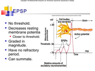 Copyright © The McGraw-Hill Companies, Inc. Permission required for reproduction or display.
EPSP
 No threshold.
 Decreases resting
membrane potential.
 Closer to threshold.
 Graded in
magnitude.
 Have no refractory
period.
 Can summate.
 