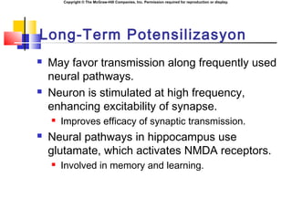 Copyright © The McGraw-Hill Companies, Inc. Permission required for reproduction or display.
Long-Term Potensilizasyon
 May favor transmission along frequently used
neural pathways.
 Neuron is stimulated at high frequency,
enhancing excitability of synapse.
 Improves efficacy of synaptic transmission.
 Neural pathways in hippocampus use
glutamate, which activates NMDA receptors.
 Involved in memory and learning.
 