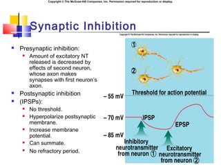 Copyright © The McGraw-Hill Companies, Inc. Permission required for reproduction or display.
Synaptic Inhibition
 Presynaptic inhibition:
 Amount of excitatory NT
released is decreased by
effects of second neuron,
whose axon makes
synapses with first neuron’s
axon.
 Postsynaptic inhibition
 (IPSPs):
 No threshold.
 Hyperpolarize postsynaptic
membrane.
 Increase membrane
potential.
 Can summate.

No refractory period.
 