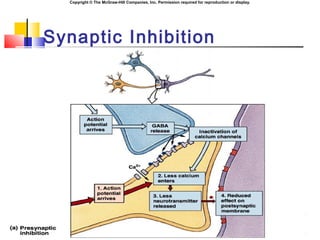 Copyright © The McGraw-Hill Companies, Inc. Permission required for reproduction or display.
Synaptic Inhibition
 