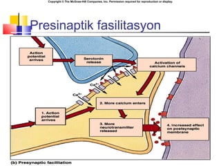 Copyright © The McGraw-Hill Companies, Inc. Permission required for reproduction or display.
Presinaptik fasilitasyon
 
