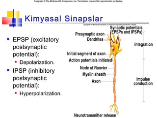Copyright © The McGraw-Hill Companies, Inc. Permission required for reproduction or display.
Kimyasal Sinapslar
 EPSP (excitatory
postsynaptic
potential):
 Depolarization.
 IPSP (inhibitory
postsynaptic
potential):
 Hyperpolarization.
 