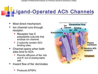 Copyright © The McGraw-Hill Companies, Inc. Permission required for reproduction or display.
Ligand-Operated ACh Channels
 Most direct mechanism.
 Ion channel runs through
receptor.
 Receptor has 5
polypeptide subunits that
enclose ion channel.
 2 subunits contain ACh
binding sites.
 Channel opens when both
sites bind to ACh.
 Permits diffusion of Na+
into
and K+
out of postsynaptic
cell.
 Inward flow of Na+
dominates
.
 Produces EPSPs.
 