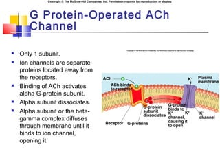 Copyright © The McGraw-Hill Companies, Inc. Permission required for reproduction or display.
G Protein-Operated ACh
Channel
 Only 1 subunit.
 Ion channels are separate
proteins located away from
the receptors.
 Binding of ACh activates
alpha G-protein subunit.
 Alpha subunit dissociates.
 Alpha subunit or the beta-
gamma complex diffuses
through membrane until it
binds to ion channel,
opening it.
 