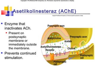 Copyright © The McGraw-Hill Companies, Inc. Permission required for reproduction or display.
Asetilkolinesteraz (AChE)
 Enzyme that
inactivates ACh.
 Present on
postsynaptic
membrane or
immediately outside
the membrane.
 Prevents continued
stimulation.
 