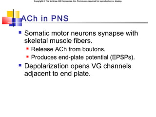 Copyright © The McGraw-Hill Companies, Inc. Permission required for reproduction or display.
ACh in PNS
 Somatic motor neurons synapse with
skeletal muscle fibers.
 Release ACh from boutons.
 Produces end-plate potential (EPSPs).
 Depolarization opens VG channels
adjacent to end plate.
 