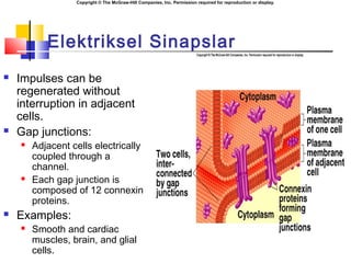 Copyright © The McGraw-Hill Companies, Inc. Permission required for reproduction or display.
Elektriksel Sinapslar
 Impulses can be
regenerated without
interruption in adjacent
cells.
 Gap junctions:
 Adjacent cells electrically
coupled through a
channel.
 Each gap junction is
composed of 12 connexin
proteins.
 Examples:
 Smooth and cardiac
muscles, brain, and glial
cells.
 