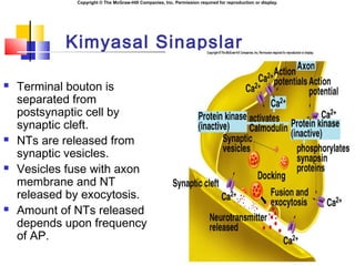 Copyright © The McGraw-Hill Companies, Inc. Permission required for reproduction or display.
Kimyasal Sinapslar
 Terminal bouton is
separated from
postsynaptic cell by
synaptic cleft.
 NTs are released from
synaptic vesicles.
 Vesicles fuse with axon
membrane and NT
released by exocytosis.
 Amount of NTs released
depends upon frequency
of AP.
 