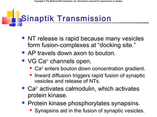 Copyright © The McGraw-Hill Companies, Inc. Permission required for reproduction or display.
Sinaptik Transmission
 NT release is rapid because many vesicles
form fusion-complexes at “docking site.”
 AP travels down axon to bouton.
 VG Ca2+
channels open.
 Ca2+
enters bouton down concentration gradient.
 Inward diffusion triggers rapid fusion of synaptic
vesicles and release of NTs.
 Ca2+
activates calmodulin, which activates
protein kinase.
 Protein kinase phosphorylates synapsins.
 Synapsins aid in the fusion of synaptic vesicles.
 
