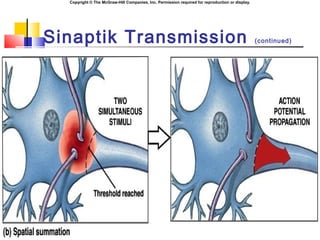 Copyright © The McGraw-Hill Companies, Inc. Permission required for reproduction or display.
Sinaptik Transmission (continued)
 