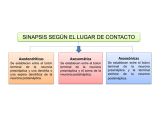 Sinaptogenesis por taliha falcón | PPTX