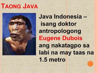 Taong Java