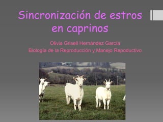 Sincronización de estros
en caprinos
Olivia Grisell Hernández García
Biología de la Reproducción y Manejo Repoductivo
 