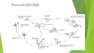 Disease cycle of fire blight
 
