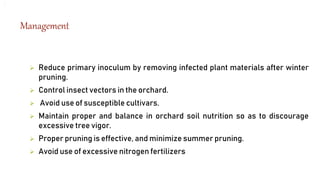 Management
 Reduce primary inoculum by removing infected plant materials after winter
pruning.
 Control insect vectors in the orchard.
 Avoid use of susceptible cultivars.
 Maintain proper and balance in orchard soil nutrition so as to discourage
excessive tree vigor.
 Proper pruning is effective, and minimize summer pruning.
 Avoid use of excessive nitrogen fertilizers
 