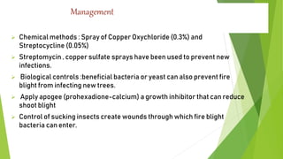 Management
 Chemical methods : Spray of Copper Oxychloride (0.3%) and
Streptocycline (0.05%)
 Streptomycin , copper sulfate sprays have been used to prevent new
infections.
 Biological controls :beneficial bacteria or yeast can also prevent fire
blight from infecting new trees.
 Apply apogee (prohexadione-calcium) a growth inhibitor that can reduce
shoot blight
 Control of sucking insects create wounds through which fire blight
bacteria can enter.
 