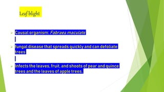 Leaf blight
 Causal organism: Fabraea maculate
 fungal disease that spreads quickly and can defoliate
trees
 Infects the leaves, fruit, and shoots of pear and quince
trees and the leaves of apple trees.
 