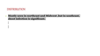 DISTRIBUTION
 Mostly seen in northeast and Midwest ,but in southeast,
shoot infection is significant.
 