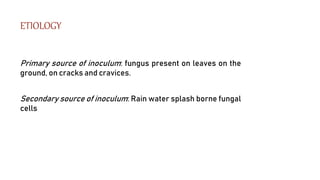 ETIOLOGY
Primary source of inoculum: fungus present on leaves on the
ground, on cracks and cravices.
Secondary source of inoculum: Rain water splash borne fungal
cells
 