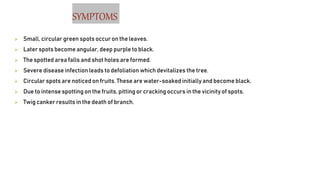 SYMPTOMS
 Small, circular green spots occur on the leaves.
 Later spots become angular, deep purple to black.
 The spotted area falls and shot holes are formed.
 Severe disease infection leads to defoliation which devitalizes the tree.
 Circular spots are noticed on fruits. These are water-soaked initially and become black.
 Due to intense spotting on the fruits, pitting or cracking occurs in the vicinity of spots.
 Twig canker results in the death of branch.
 