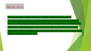 DISEASE CYCLE
 The sexual spore stage develops on fallen, overwintered leaves.
 Conidia, asexual spores, may also develop in the spots on overwintered
leaves, or they may be produced in the previous season's shoot infections.
 Often the first infections do not occur until mid-June to the first of July.
 Secondary infections begin about 1 month later and reoccur throughout the
season during periods of rain.
 