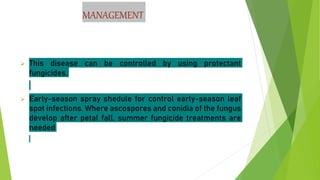 MANAGEMENT
 This disease can be controlled by using protectant
fungicides.
 Early-season spray shedule for control early-season leaf
spot infections. Where ascospores and conidia of the fungus
develop after petal fall, summer fungicide treatments are
needed
 