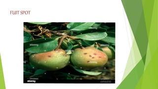 FUIT SPOT
 