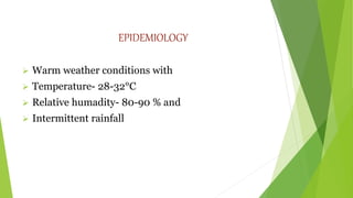 EPIDEMIOLOGY
 Warm weather conditions with
 Temperature- 28-32°C
 Relative humadity- 80-90 % and
 Intermittent rainfall
 