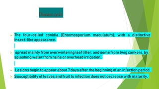 Disease cycle
 The four-celled conidia (Entomosporium maculatum), with a distinctive
insect-like appearance.
 spread mainly from overwintering leaf litter, and some from twig cankers, by
splashing water from rains or overhead irrigation.
 Lesions begin to appear about 7 days after the beginning of an infection period.
 Susceptibility of leaves and fruit to infection does not decrease with maturity.
 