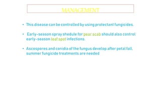 • This disease can be controlled by using protectant fungicides.
• Early-season spray shedule for pear scab should also control
early-season leaf spot infections.
• Ascospores and conidia of the fungus develop after petal fall,
summer fungicide treatments are needed
MANAGEMENT
 