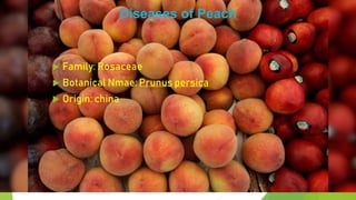 Diseases of Peach
 Family: Rosaceae
 Botanical Nmae: Prunus persica
 Origin: china
 