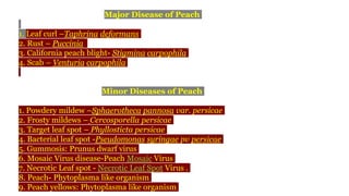 Major Disease of Peach
1. Leaf curl –Taphrina deformans
2. Rust – Puccinia
3. California peach blight- Stigmina carpophila
4. Scab – Venturia carpophila
Minor Diseases of Peach
1. Powdery mildew –Sphaerotheca pannosa var. persicae
2. Frosty mildews – Cercosporella persicae
3. Target leaf spot – Phyllosticta persicae
4. Bacterial leaf spot -Pseudomonas syringae pv persicae
5. Gummosis: Prunus dwarf virus
6. Mosaic Virus disease-Peach Mosaic Virus
7. Necrotic Leaf spot - Necrotic Leaf Spot Virus .
8. Peach- Phytoplasma like organism
9. Peach yellows: Phytoplasma like organism
 
