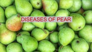 DISEASES OF PEAR
 
