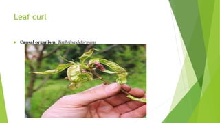 Leaf curl
 Causal organism: Taphrina deformans
 