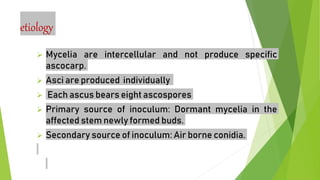 etiology
 Mycelia are intercellular and not produce specific
ascocarp.
 Asci are produced individually
 Each ascus bears eight ascospores
 Primary source of inoculum: Dormant mycelia in the
affected stem newly formed buds.
 Secondary source of inoculum: Air borne conidia.
 