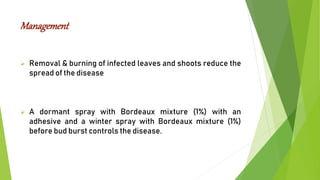 Management
 Removal & burning of infected leaves and shoots reduce the
spread of the disease
 A dormant spray with Bordeaux mixture (1%) with an
adhesive and a winter spray with Bordeaux mixture (1%)
before bud burst controls the disease.
 
