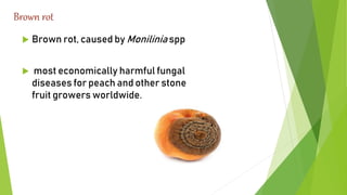 Brown rot
 Brown rot, caused by Monilinia spp
 most economically harmful fungal
diseases for peach and other stone
fruit growers worldwide.
 