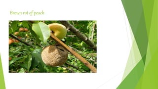 Brown rot of peach
 