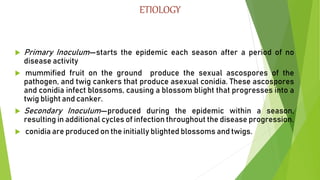 ETIOLOGY
 Primary Inoculum—starts the epidemic each season after a period of no
disease activity
 mummified fruit on the ground produce the sexual ascospores of the
pathogen, and twig cankers that produce asexual conidia. These ascospores
and conidia infect blossoms, causing a blossom blight that progresses into a
twig blight and canker.
 Secondary Inoculum—produced during the epidemic within a season,
resulting in additional cycles of infection throughout the disease progression.
 conidia are produced on the initially blighted blossoms and twigs.
 