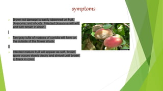 symptoms
 Brown rot damage is easily observed on fruit,
blossoms, and shoots. Infected blossoms will wilt
and turn brown in color.
 Tan-gray tufts of masses of conidia will form on
the outside of the flower shuck
 Infected mature fruit will appear as soft, brown
spots occurs slowly decay and shrivel until brown
to black in color
 