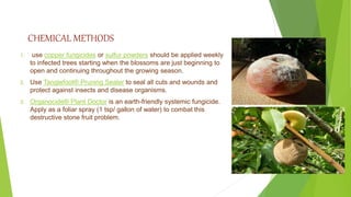 CHEMICAL METHODS
1. use copper fungicides or sulfur powders should be applied weekly
to infected trees starting when the blossoms are just beginning to
open and continuing throughout the growing season.
2. Use Tanglefoot® Pruning Sealer to seal all cuts and wounds and
protect against insects and disease organisms.
3. Organocide® Plant Doctor is an earth-friendly systemic fungicide.
Apply as a foliar spray (1 tsp/ gallon of water) to combat this
destructive stone fruit problem.
 
