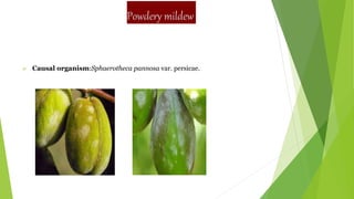 Powdery mildew
 Causal organism:Sphaerotheca pannosa var. persicae.
 