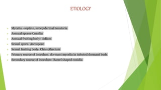 ETIOLOGY
 Mycelia –septate, subepidermal houstoria
 Asexual spores-Conidia
 Asexual fruiting body- oidium
 Sexual spore- Ascospore
 Sexual fruiting body- Cleistothecium
 Primary source of inoculum: dormant mycelia in infected dormant buds
 Secondary source of inoculum- Barrel shaped conidia
 
