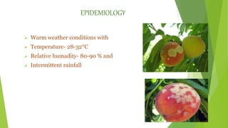 EPIDEMIOLOGY
 Warm weather conditions with
 Temperature- 28-32°C
 Relative humadity- 80-90 % and
 Intermittent rainfall
 