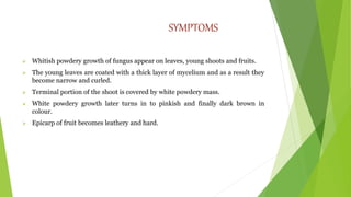 SYMPTOMS
 Whitish powdery growth of fungus appear on leaves, young shoots and fruits.
 The young leaves are coated with a thick layer of mycelium and as a result they
become narrow and curled.
 Terminal portion of the shoot is covered by white powdery mass.
 White powdery growth later turns in to pinkish and finally dark brown in
colour.
 Epicarp of fruit becomes leathery and hard.
 