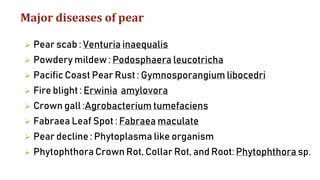 Major diseases of pear
 Pear scab : Venturia inaequalis
 Powdery mildew : Podosphaera leucotricha
 Pacific Coast Pear Rust : Gymnosporangium libocedri
 Fire blight : Erwinia amylovora
 Crown gall :Agrobacterium tumefaciens
 Fabraea Leaf Spot : Fabraea maculate
 Pear decline : Phytoplasma like organism
 Phytophthora Crown Rot, Collar Rot, and Root: Phytophthora sp.
 