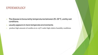 EPIDEMIOLOGY
 The disease is favoured by temperatures between 25–30 °C, and by wet
conditions.
 usually appears in more temperate environments
 produce high amounts of conidia at 20–25°C under high relative humidity conditions
 